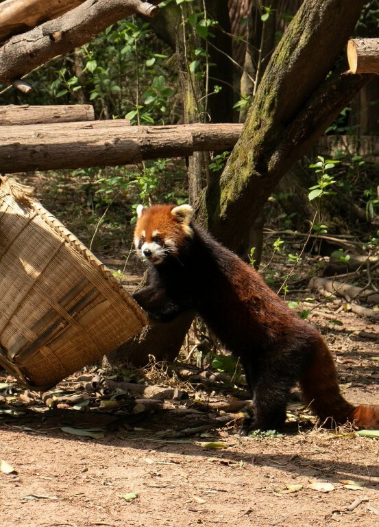 小熊猫